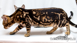 braun marmorierte Bengal